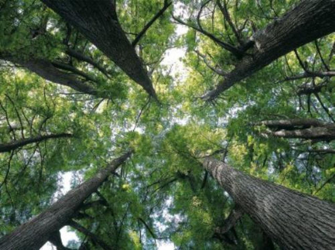 Foreste ed energia: ripartiamo da qui