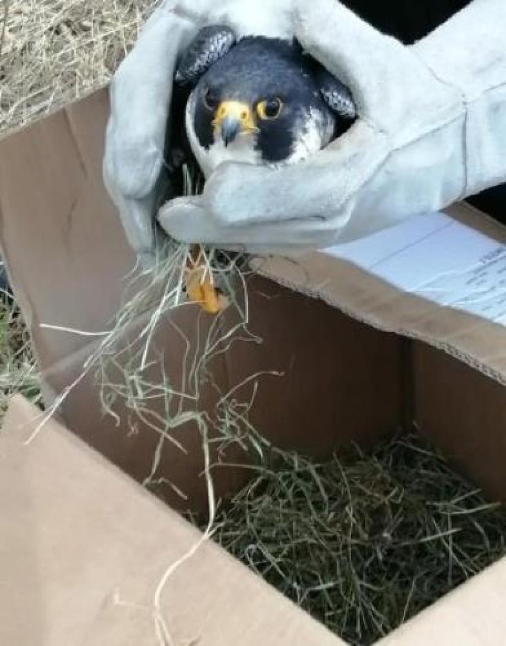 Manta, liberato un falco al castello