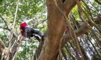 Un incontro sul «Tree climbing» PREVENZIONE Il 31 gennaio l’evento per chi interviene sugli alberi con l’arrampicata