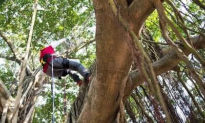 Un incontro sul «Tree climbing» PREVENZIONE Il 31 gennaio l’evento per chi interviene sugli alberi con l’arrampicata