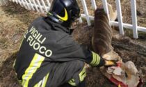 I vigili di Barge salvano un capriolo a Crissolo