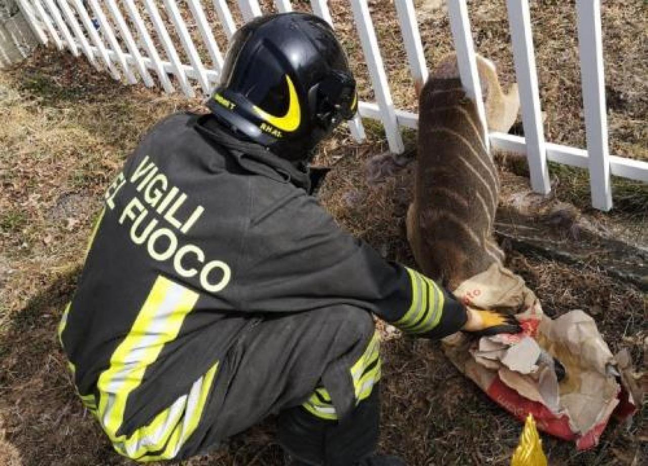 I vigili di Barge salvano un capriolo a Crissolo