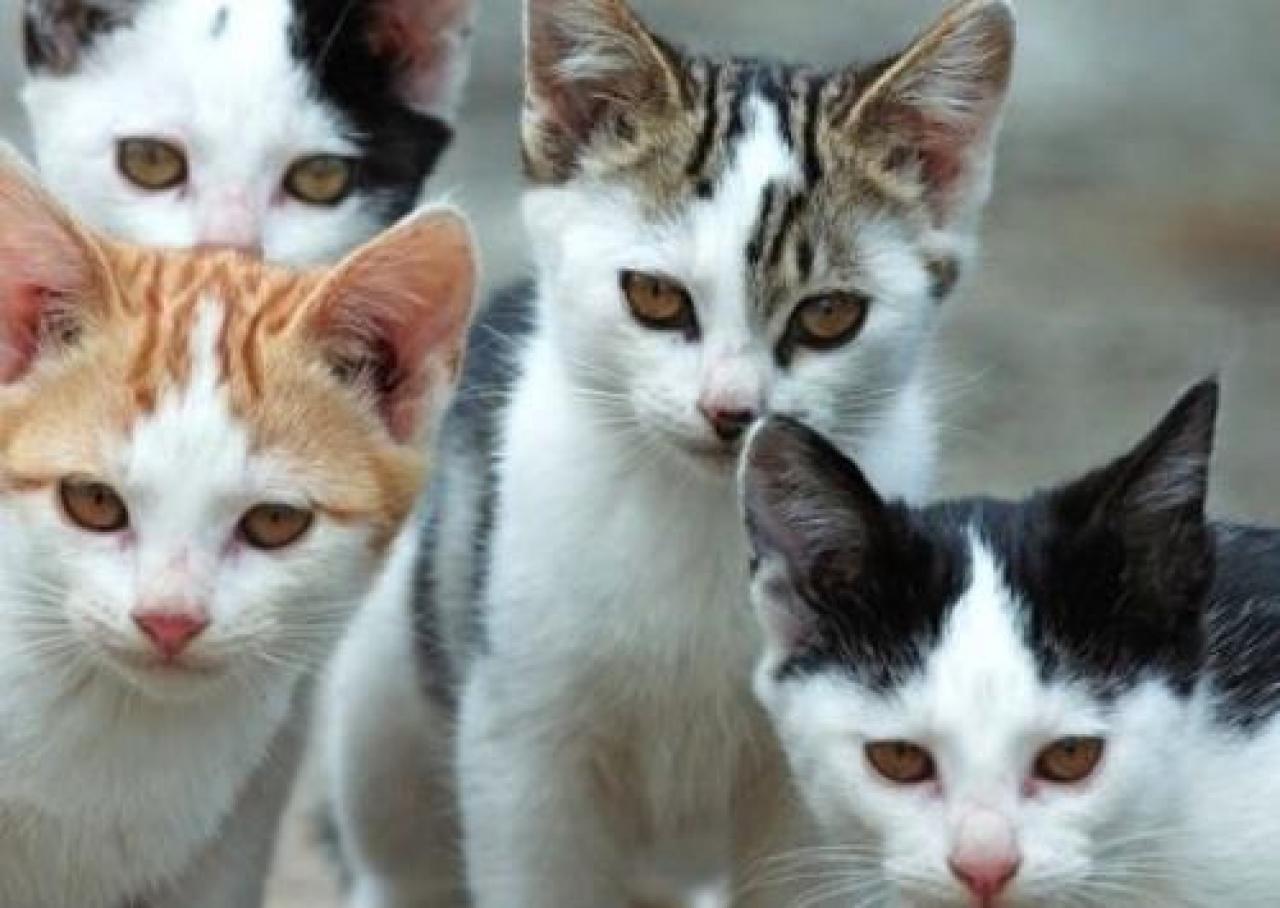 Jflwja fjioqjgooejwhow Mantese si ritrova la gatta sterilizzata