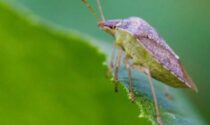 La campagna anti-cimice AGRICOLTURA Gli esemplari saranno “allevati” per poi tentare di sconfiggerli