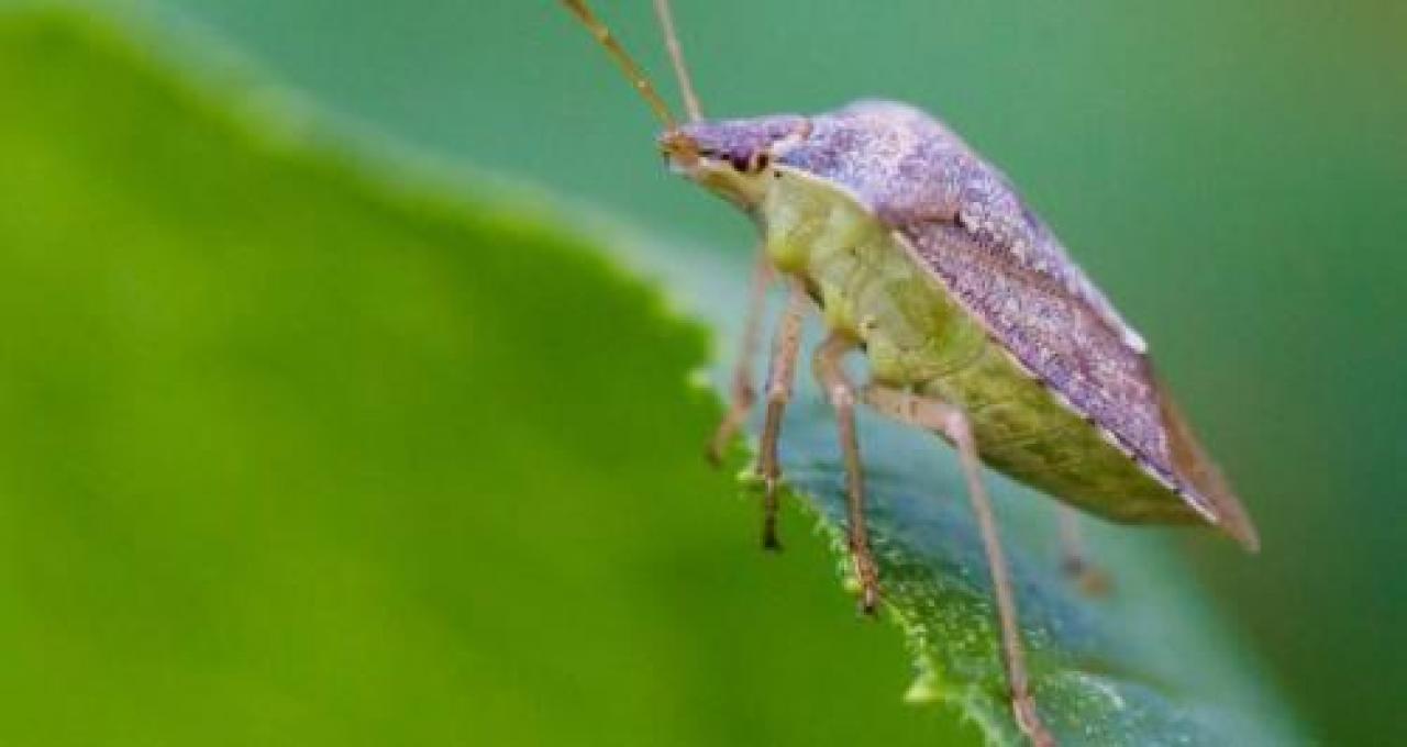 La campagna anti-cimice AGRICOLTURA Gli esemplari saranno “allevati” per poi tentare di sconfiggerli