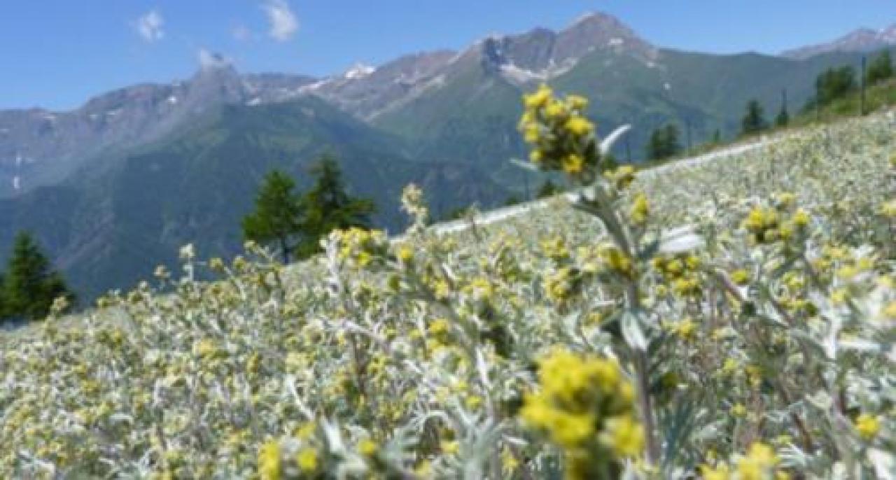 Marchio europeo per il genepy