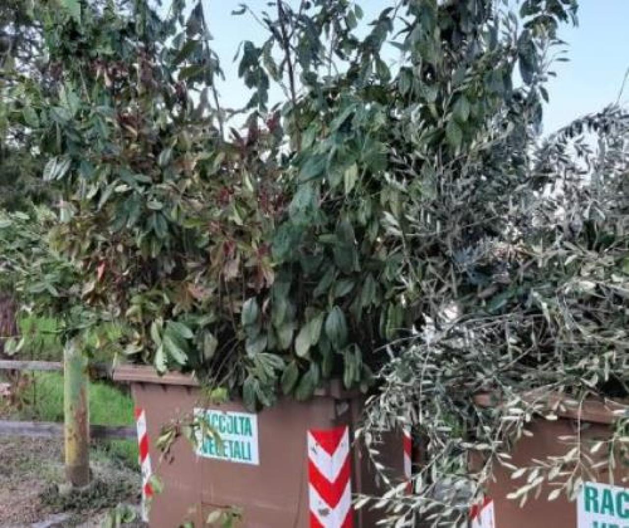 Arbusti interi nei cassoni