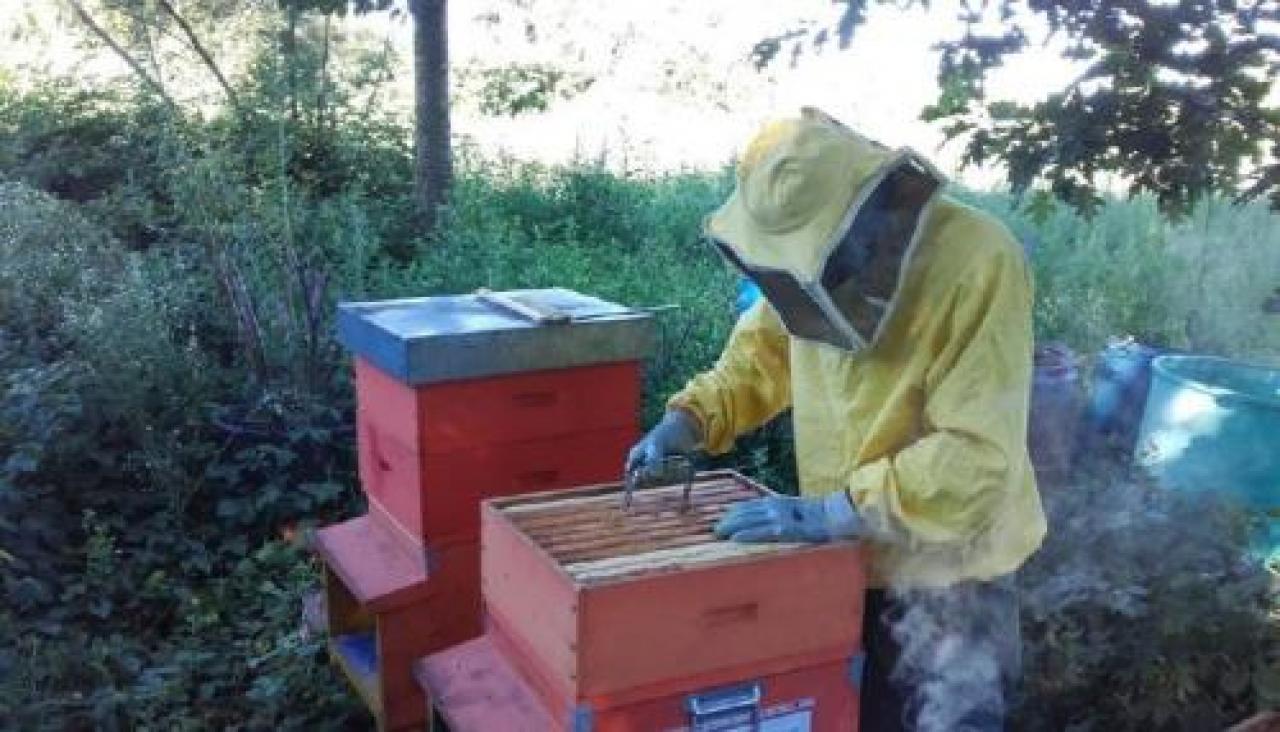 Gli apicoltori temono le gelate primaverili