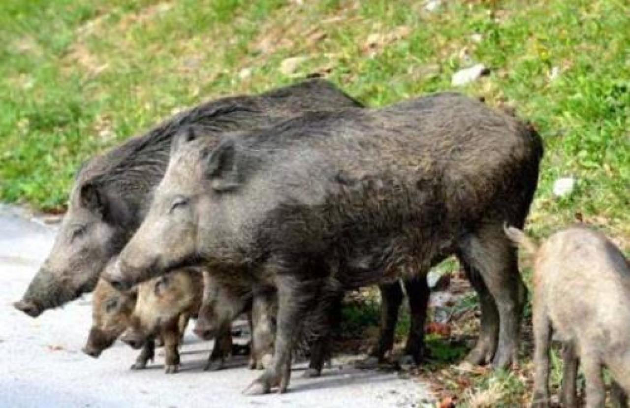 Ne 2019 abbattuti 6653 cinghiali