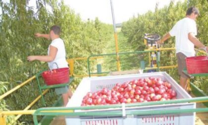 «Serve una deroga per il comparto frutticolo»