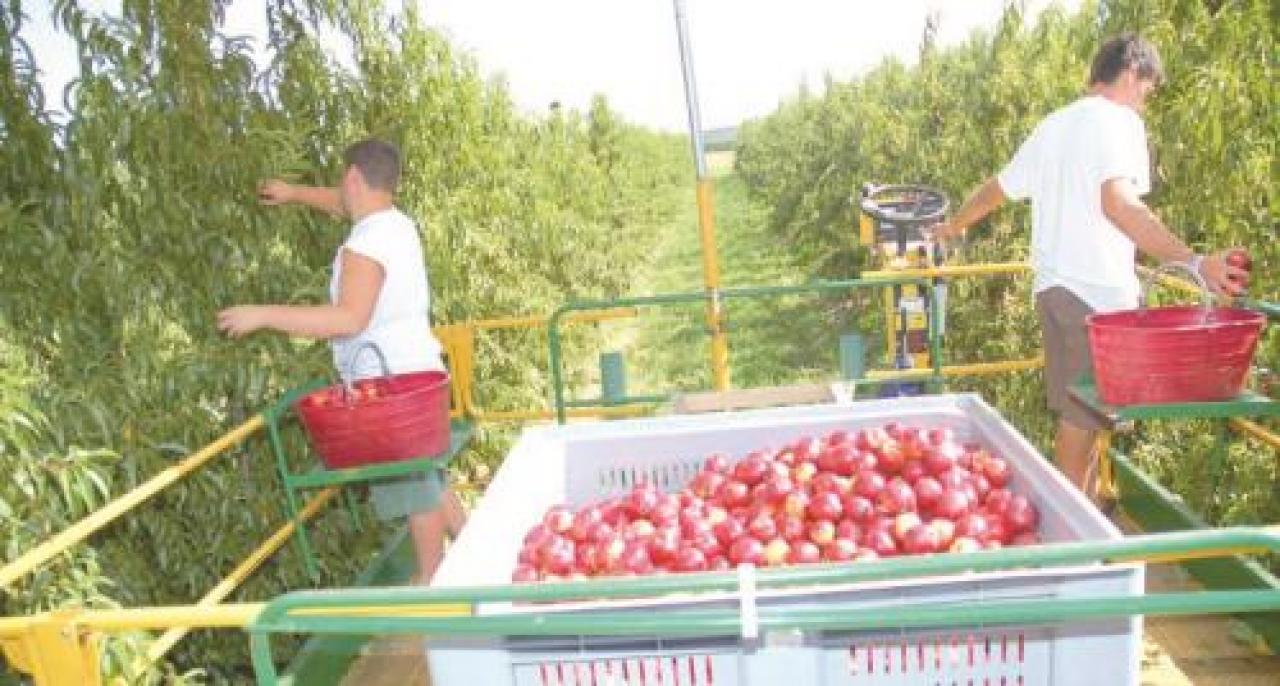 «Serve una deroga per il comparto frutticolo»