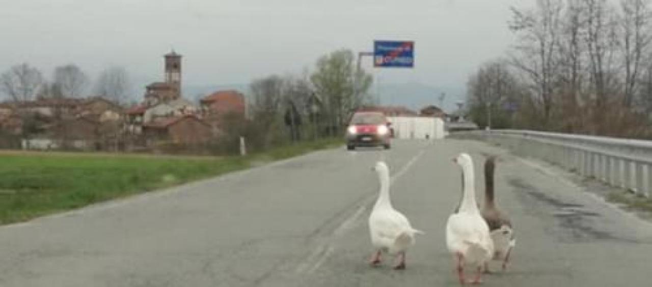 Villafranca-Moretta, le oche a spasso