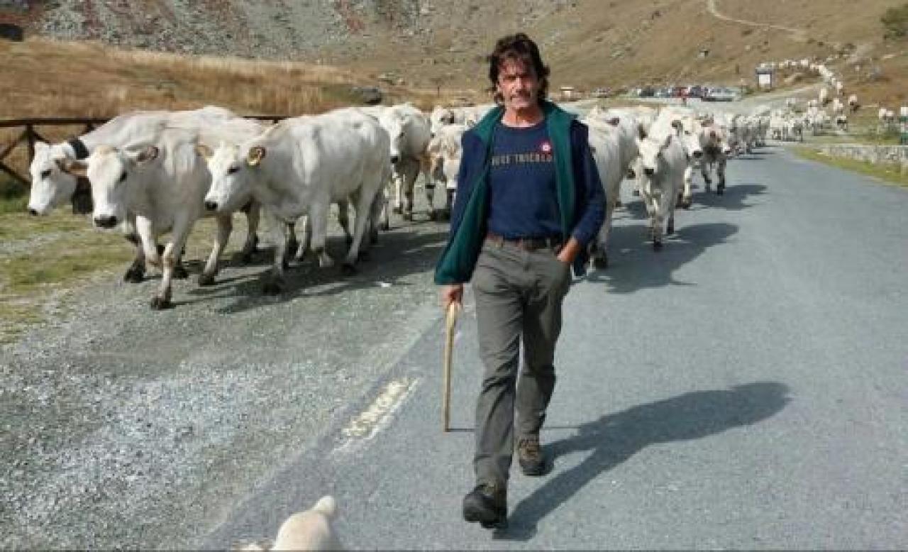 Adialpi, margari con la mascherina per portare le mandrie in alpeggio