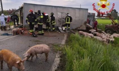 Il camion dei suini si ribalta sulla strada