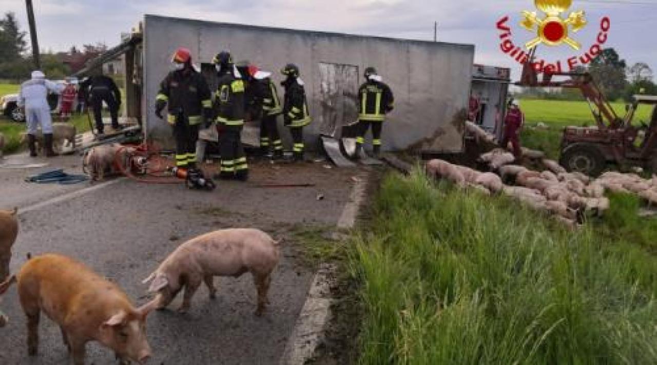 Il camion dei suini si ribalta sulla strada