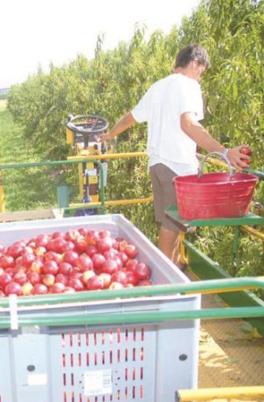 La Regione scrive al ministro Bellanova per l’impiego di manodopera italiana