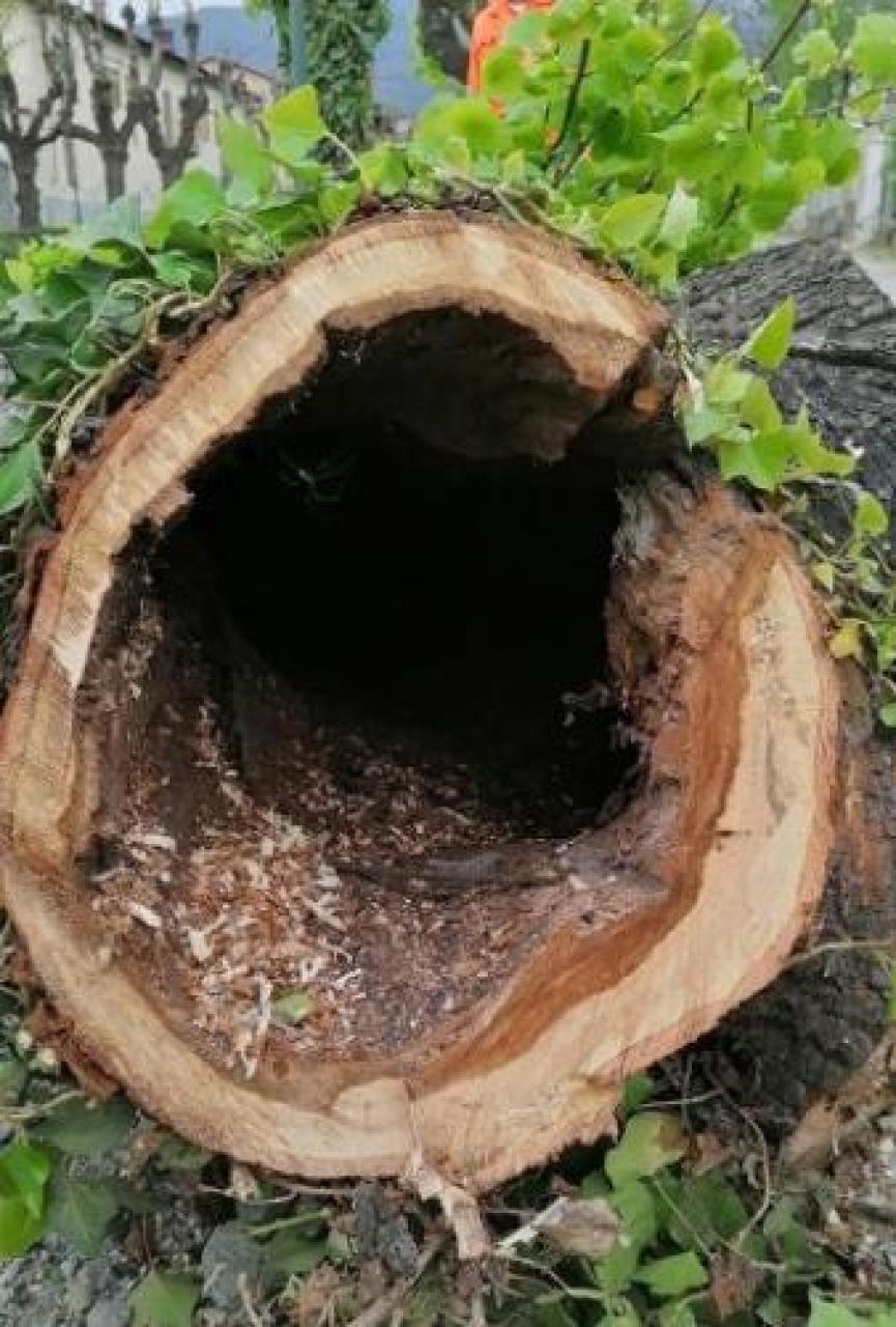 Piante malate, primi abbattimenti