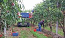 «Pronti ad ospitare gli stagionali in azienda Ma dovete darci gli strumenti per poterlo fare» l’emergenza sanitaria impone una nuova organizzazione del settore frutticolo