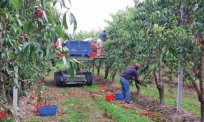 «Pronti ad ospitare gli stagionali in azienda Ma dovete darci gli strumenti per poterlo fare» l’emergenza sanitaria impone una nuova organizzazione del settore frutticolo