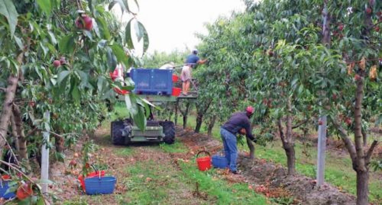 «Pronti ad ospitare gli stagionali in azienda Ma dovete darci gli strumenti per poterlo fare» l’emergenza sanitaria impone una nuova organizzazione del settore frutticolo