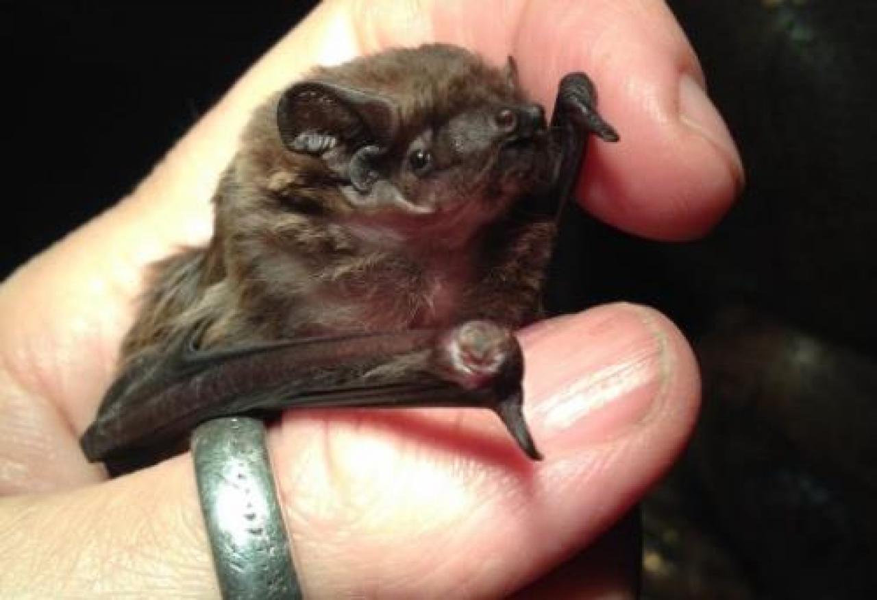 Staffarda, riecco i pipistrelli Ma non devono farci paura