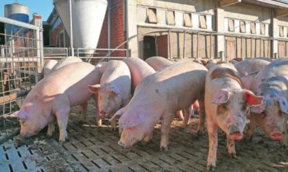 Carne di maiale, salgono prezzi e consumi Ma gli allevatori restano a bocca asciutta