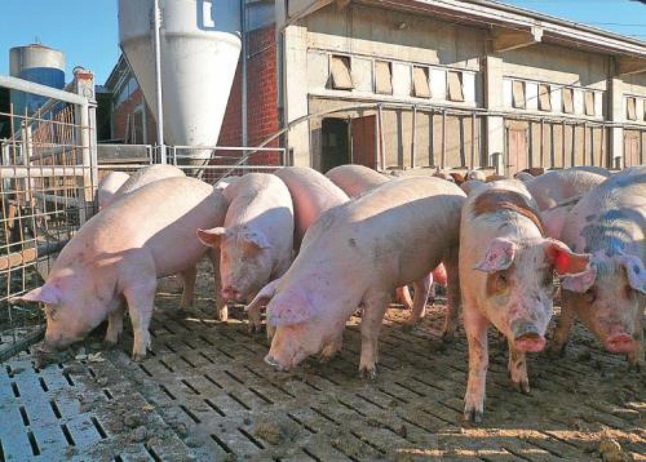 Carne di maiale, salgono prezzi e consumi Ma gli allevatori restano a bocca asciutta