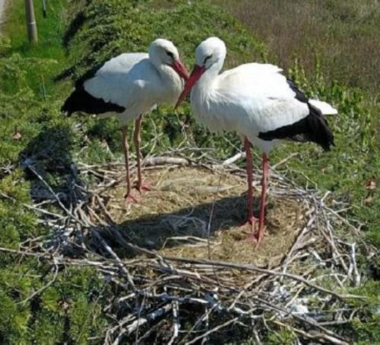 Centro cicogne riapre alle visite