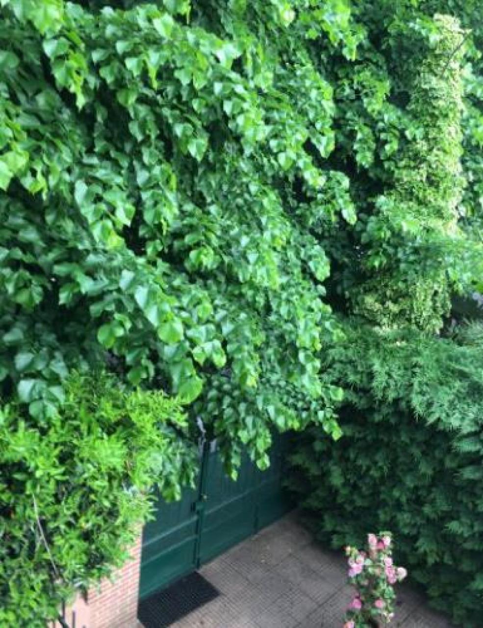 «Il verde pubblico richiede cura»