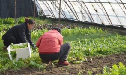 Job in Country: Coldiretti lancia il portale per il lavoro