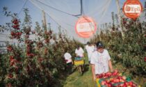 Lagnasco group e Joinfruit “sposi” Nuova tappa nell’avanzata di Barale accordo strategico Il leader di Sanifrutta regista di un’operazione che porta alla nascita di un colosso frutticolo