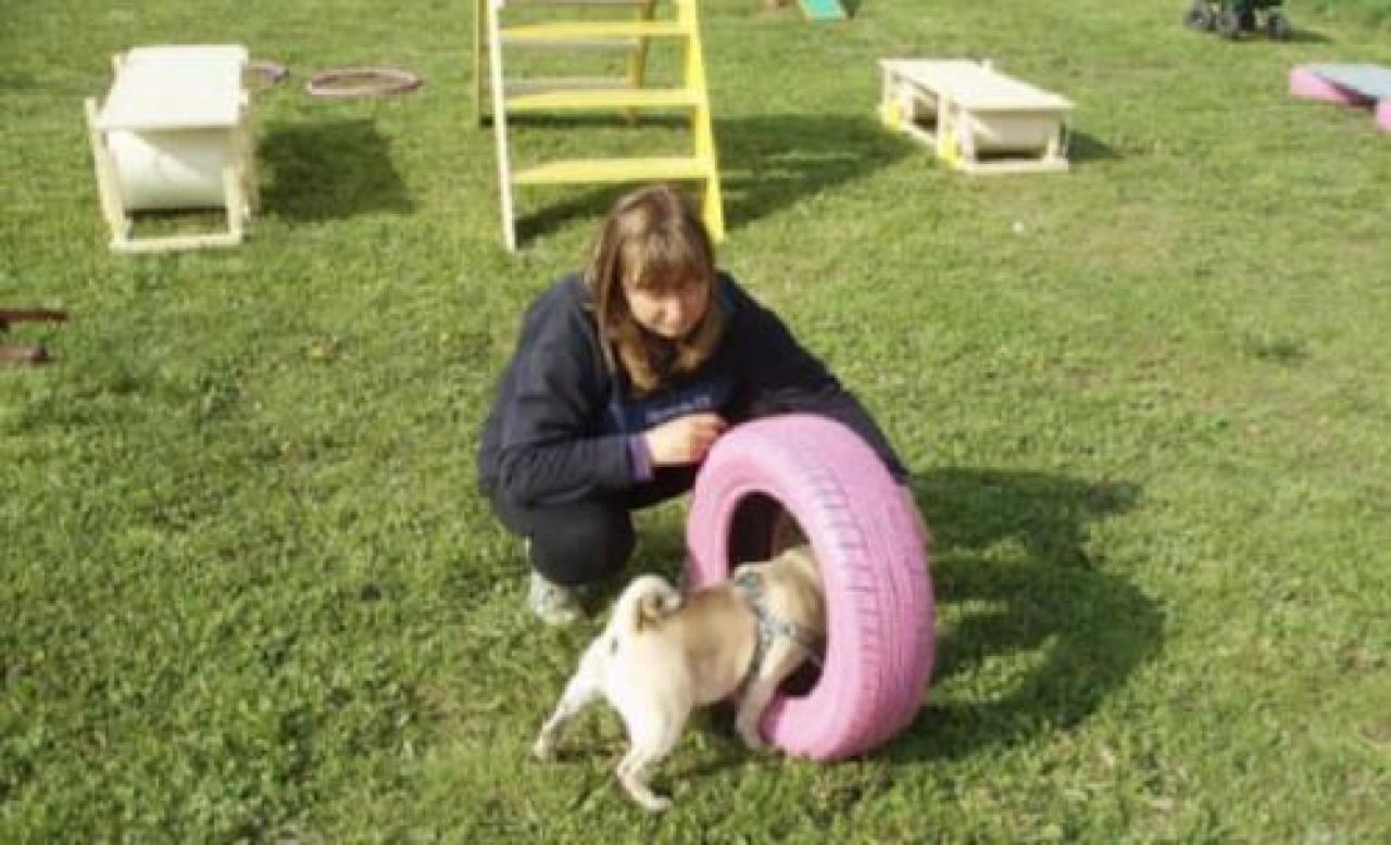 Anche i cani a scuola ma a costo dimezzato