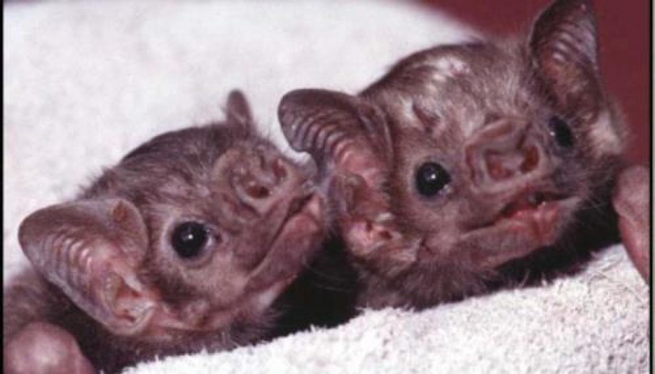 Arte e ratavuloire all’abbazia di Staffarda