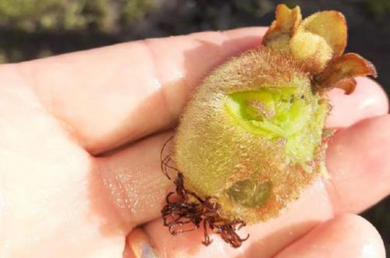 Chicchi grandi come noci a Gerbola e Falicetto