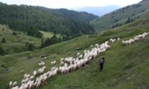 I pascoli che “vedono” il mare L’altra Liguria sulle vie del sale terre alte Attrattive turistiche negli alpeggi tra le Alpi e l’Appennino