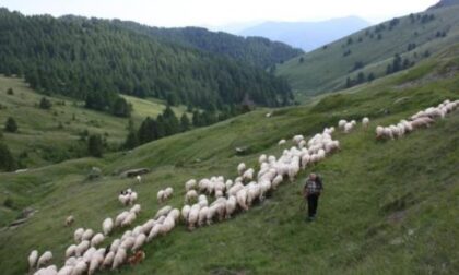 I pascoli che “vedono” il mare L’altra Liguria sulle vie del sale terre alte Attrattive turistiche negli alpeggi tra le Alpi e l’Appennino