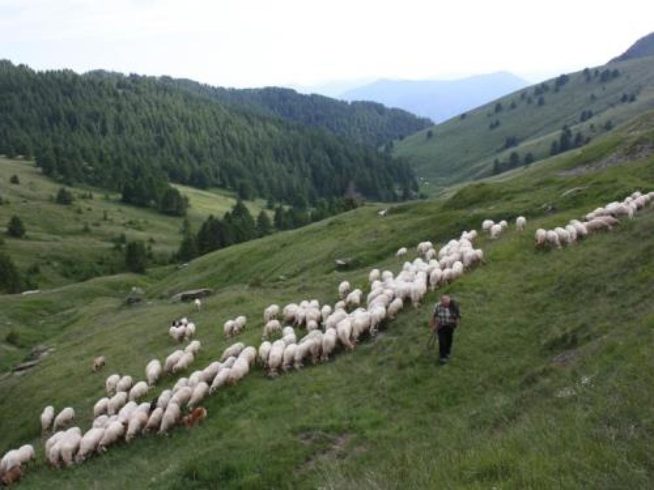I pascoli che “vedono” il mare L’altra Liguria sulle vie del sale terre alte Attrattive turistiche negli alpeggi tra le Alpi e l’Appennino