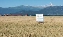 Il grano del Mulino Bianco dai campi di Cervignasco