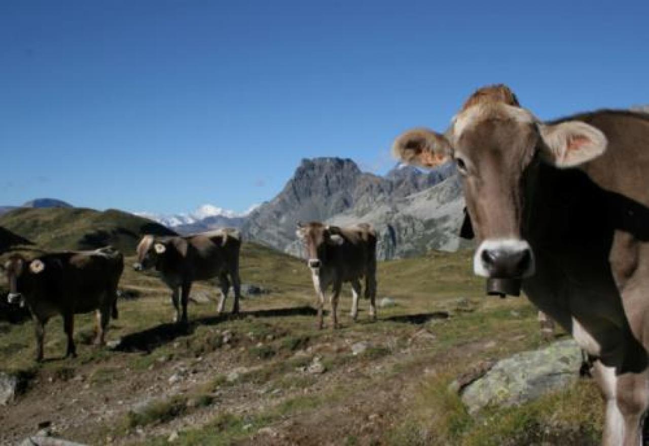 Margari in alpeggio: dai pascoli il latte per i grandi formaggi Dop transumanza In Piemonte salgono ai monti 165 mila capi bovini (di cui 100 mila nella sola Granda). Presidio delle terre alte e richiamo turistico