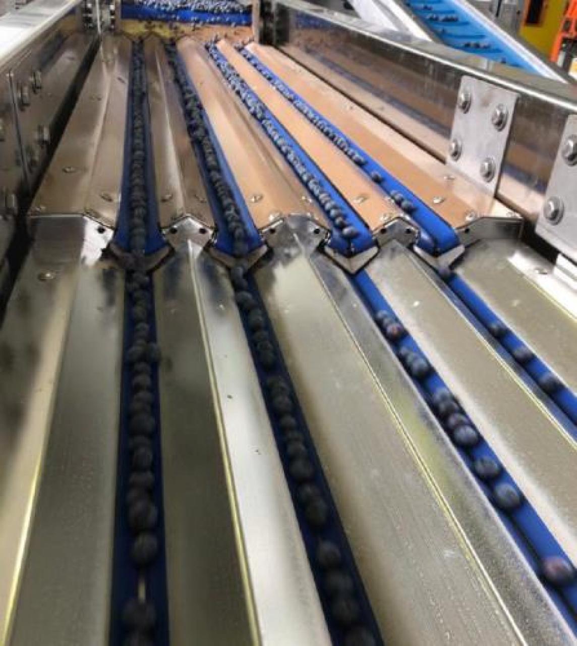 Mirtilli, una calibratice fuoriclasse novità Primo modello Berryway allestito in Piemonte: garanzia di massima qualità