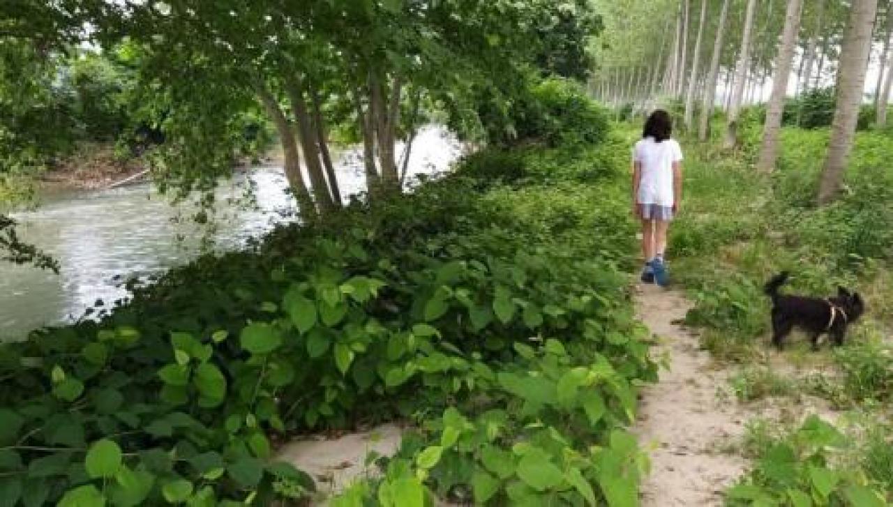 Passeggiando sul sentiero del Po, tra barche e ochette l’oasi tra villafranca e cardè