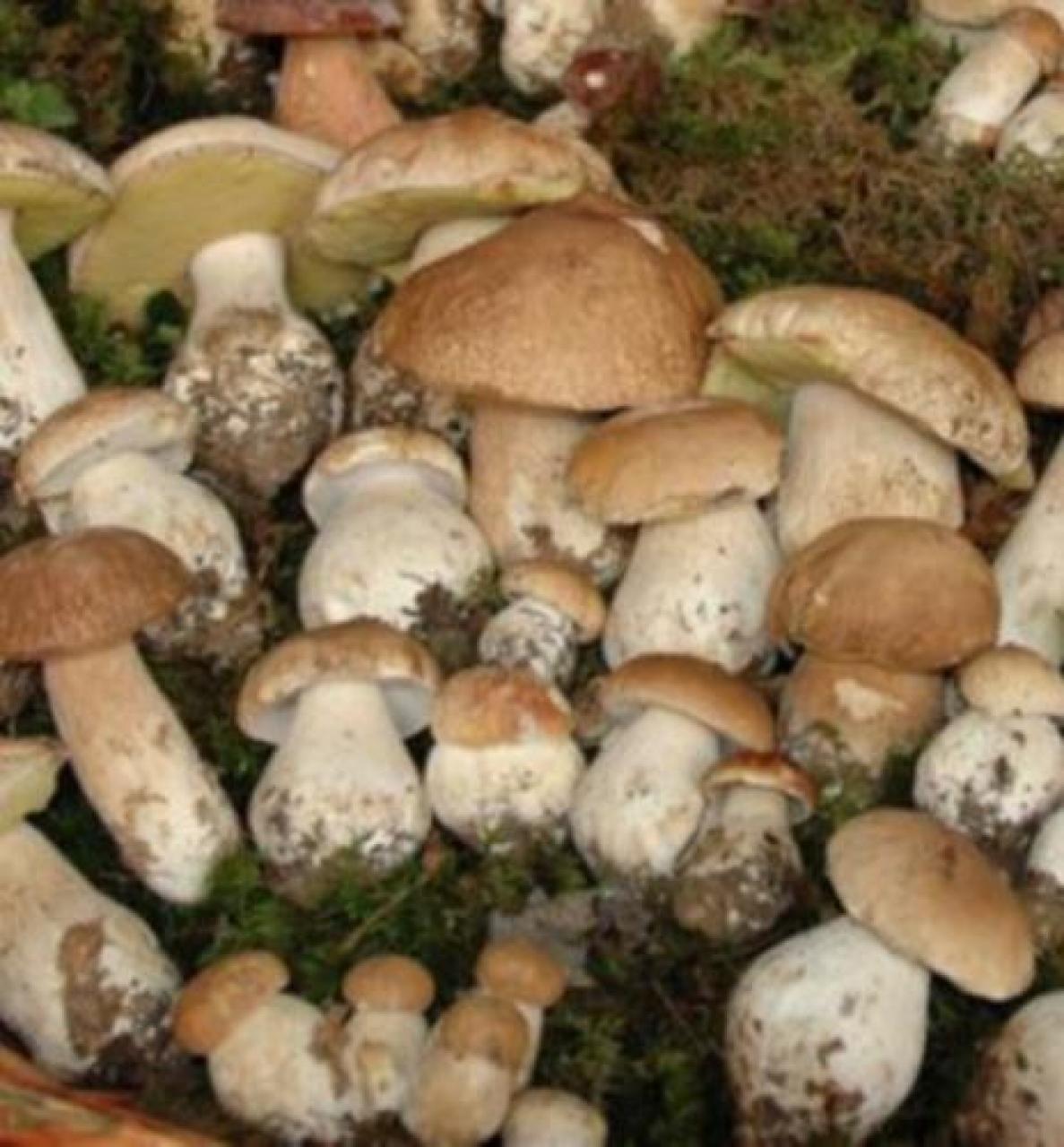 Rossana Estate ragazzi jbgjhv Primi funghi a prezzi elevati