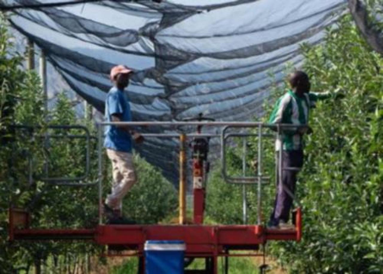 Saluzzo, torna il nodo degli stagionali Coldiretti: non sparate sui produttori