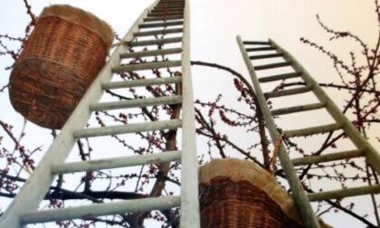 Un prete-pioniere inventò la cooperazione frutticola Don Cavallotti Vicario di Bagnolo a inizio del ‘900