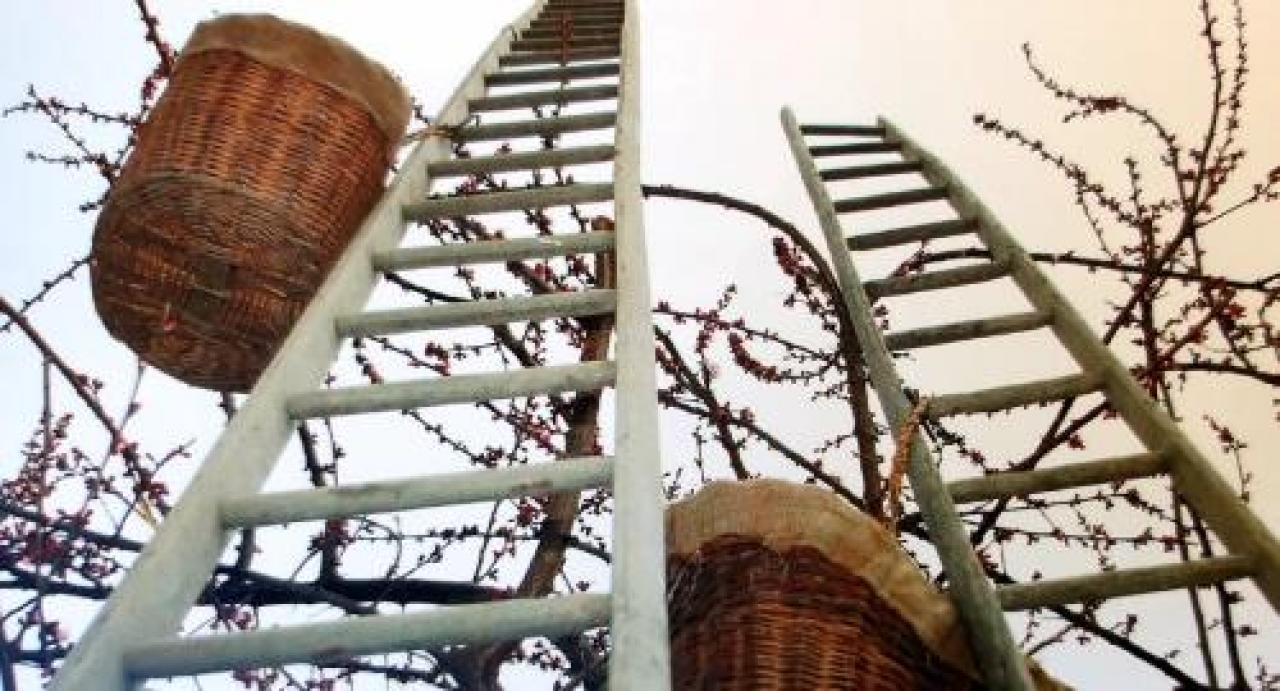 Un prete-pioniere inventò la cooperazione frutticola Don Cavallotti Vicario di Bagnolo a inizio del ‘900