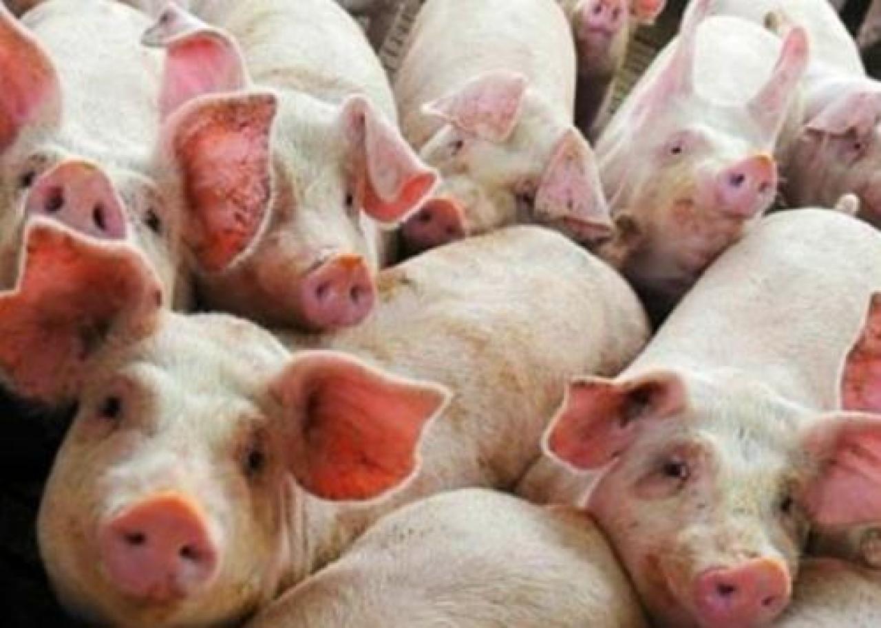 Una batosta per il mondo suinicolo