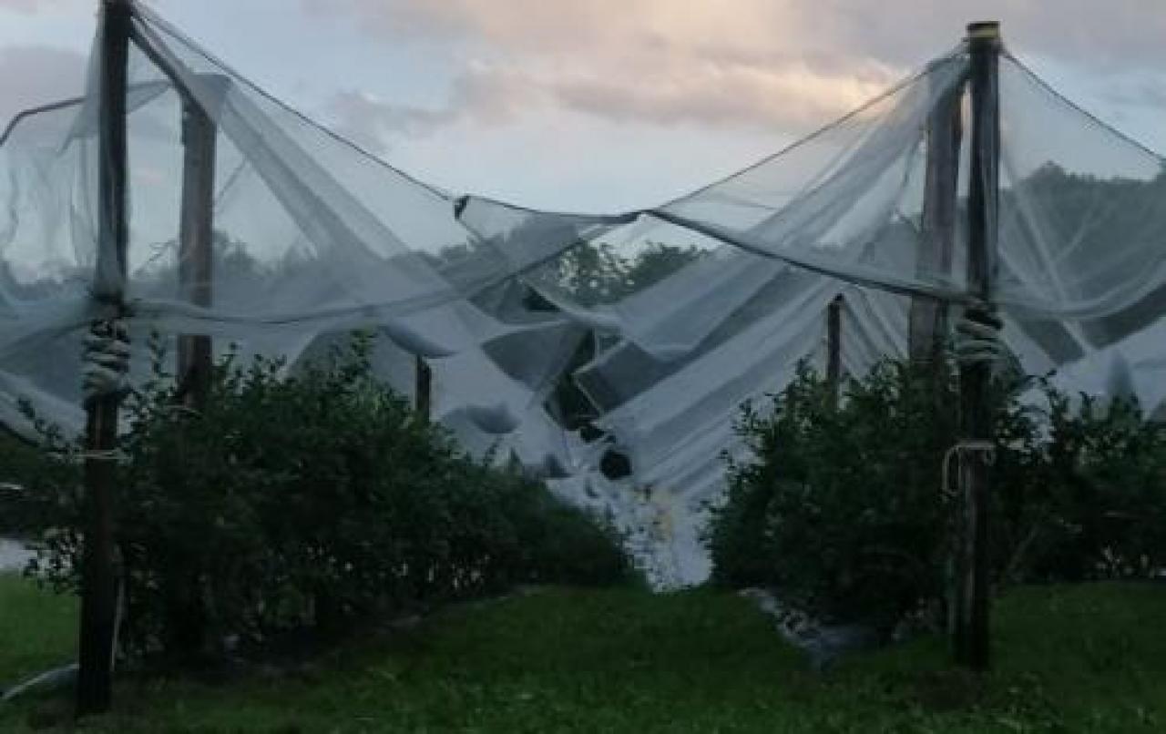 Vento e freddo minacciano la frutta Termometro sotto zero in pianura