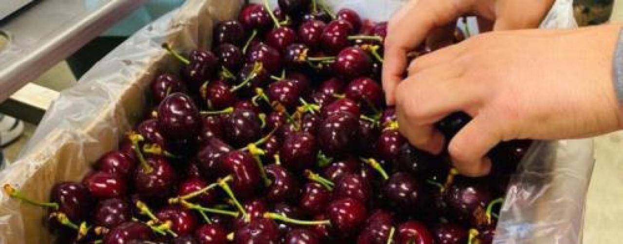 Anche la Sandrina di Busca sul mercato Ciliegie firmate provincia Granda