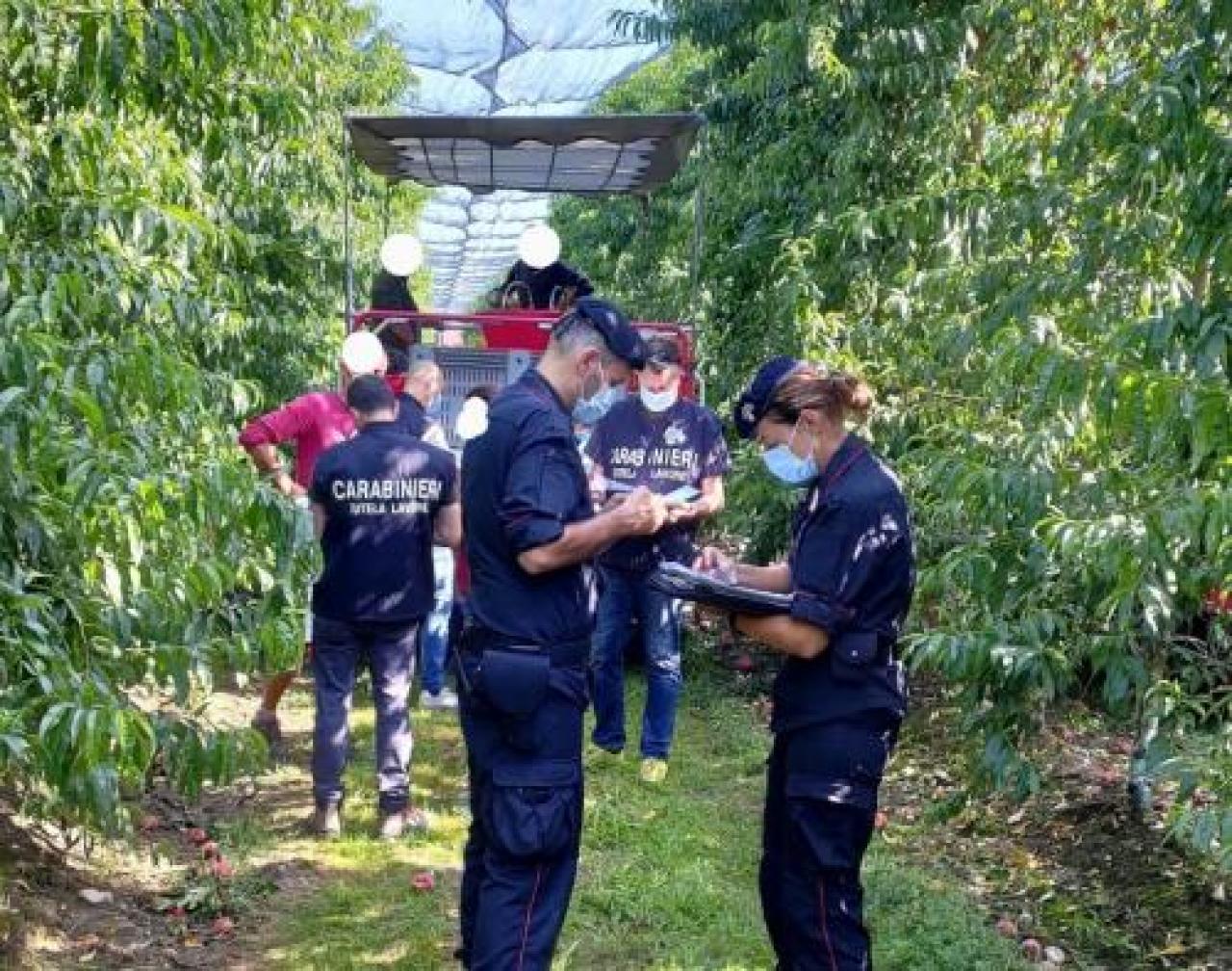 Carabinieri nei frutteti per i controlli su braccianti e rispetto norme Covid