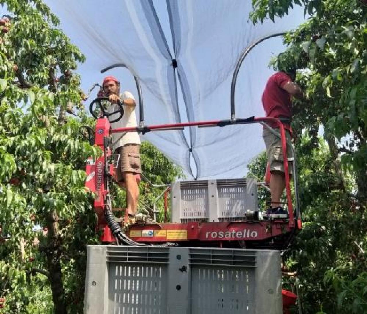 Distanziamento, gel e tanti controlli Così è cambiata la raccolta pesche nella cascina di domenico sacchetto, dove lavorano oltre 70 raccoglitori stagionali